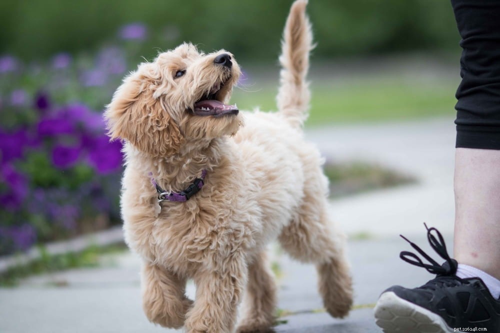 Labradoodle: The Perfect Blend of Labrador & Poodle Traits