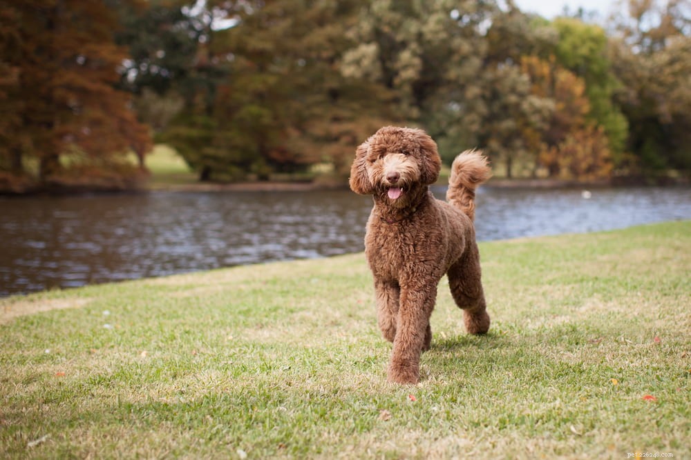 Labradoodle: The Perfect Blend of Labrador & Poodle Traits