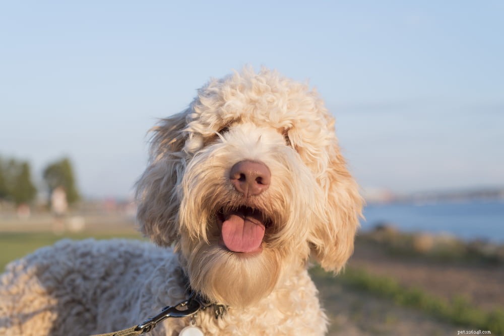 Labradoodle: The Perfect Blend of Labrador & Poodle Traits