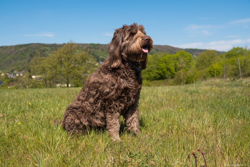 Labradoodle: The Perfect Blend of Labrador & Poodle Traits