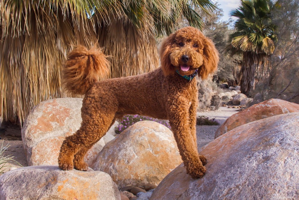 Labradoodle: The Perfect Blend of Labrador & Poodle Traits