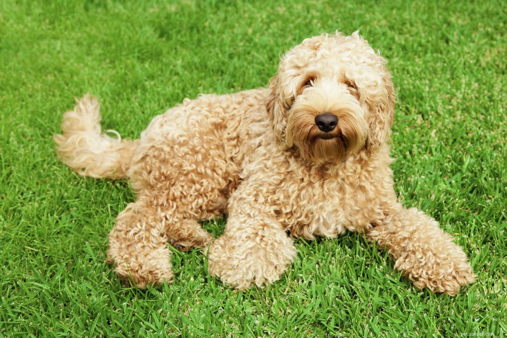 Labradoodle: The Perfect Blend of Labrador & Poodle Traits