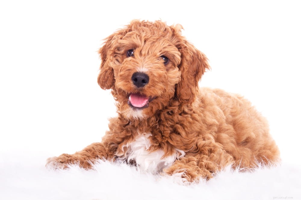 Labradoodle: The Perfect Blend of Labrador & Poodle Traits