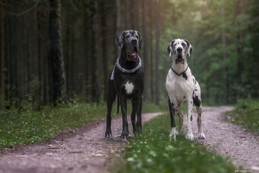 Great Dane: Majestic Giant, Gentle Companion