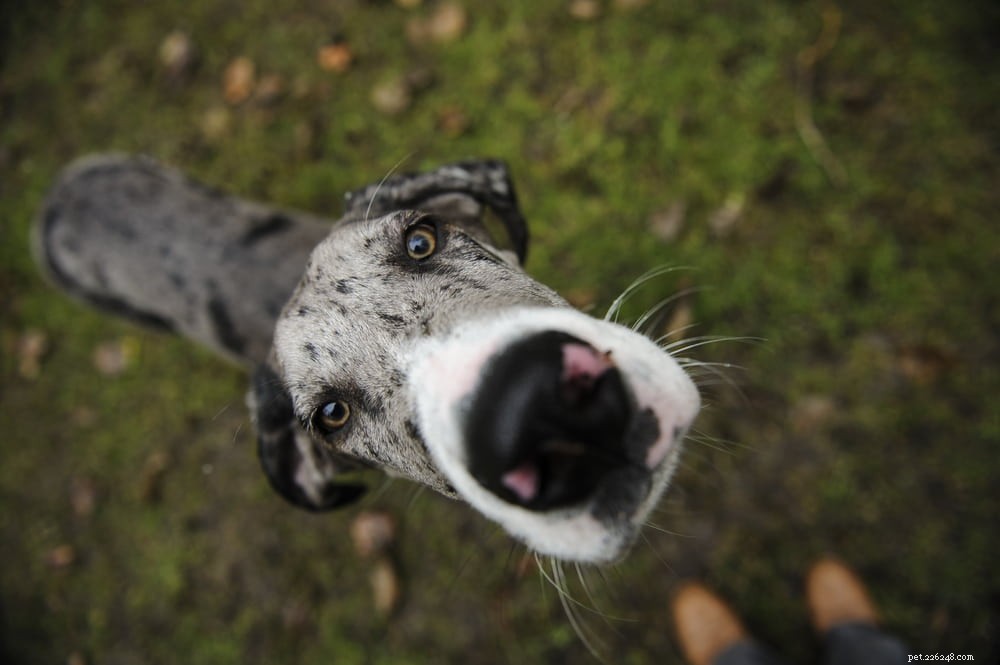 Great Dane: Majestic Giant, Gentle Companion