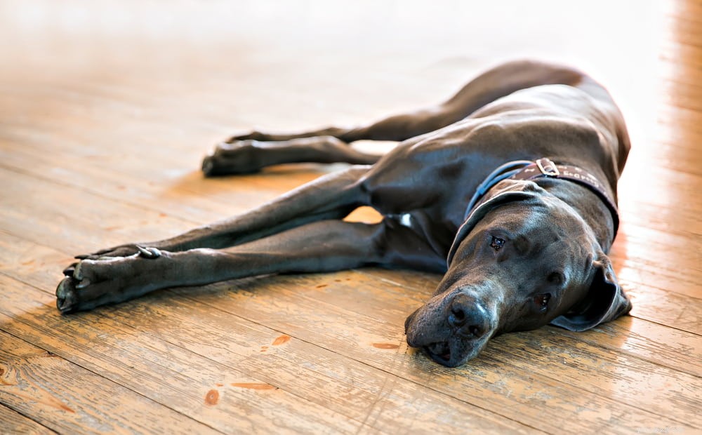 Great Dane: Majestic Giant, Gentle Companion