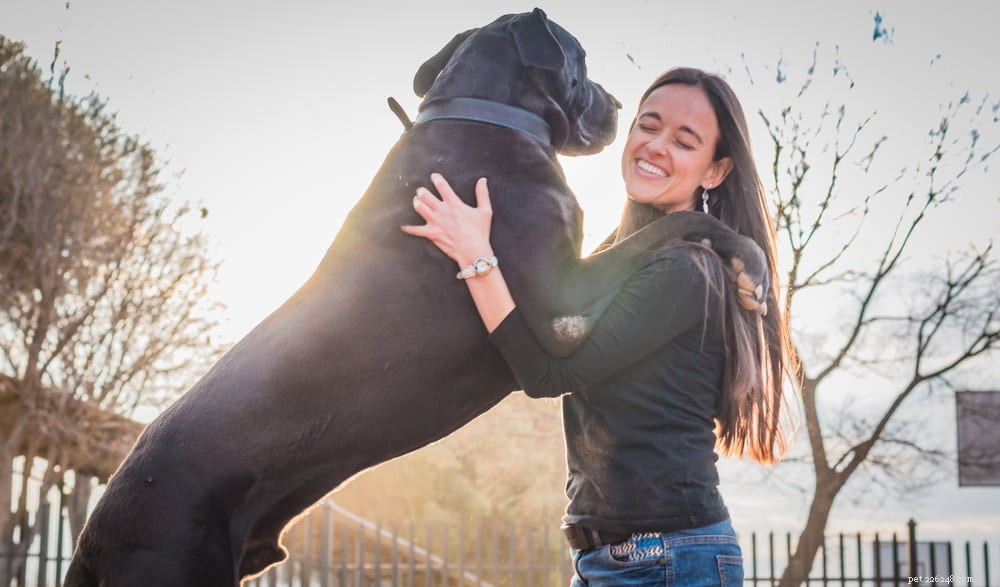 Great Dane: Majestic Giant, Gentle Companion