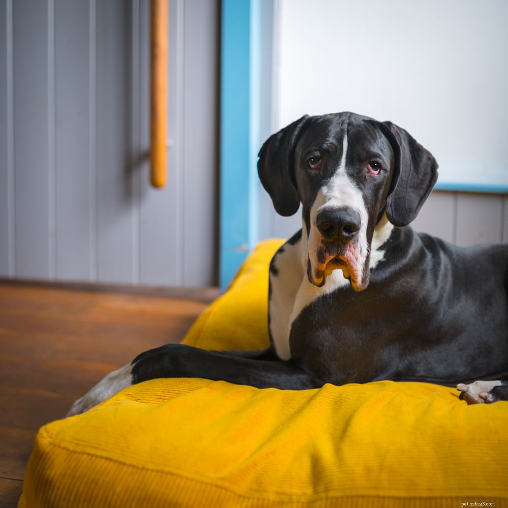 Great Dane: Majestic Giant, Gentle Companion
