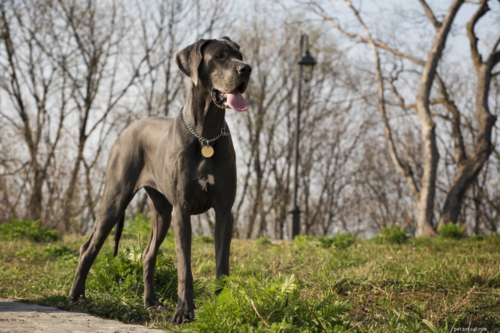 Great Dane: Majestic Giant, Gentle Companion