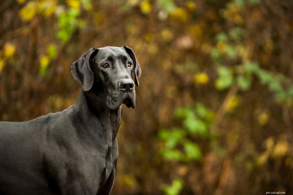 Great Dane: Majestic Giant, Gentle Companion