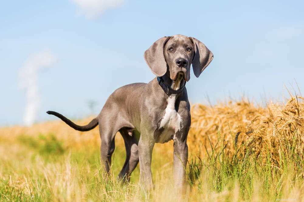 Great Dane: Majestic Giant, Gentle Companion
