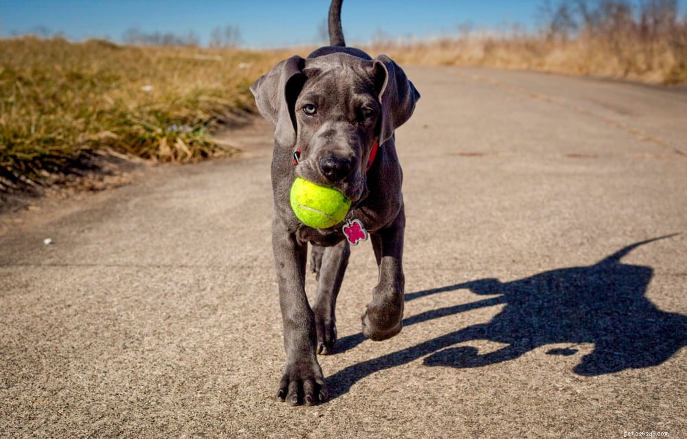 Great Dane: Majestic Giant, Gentle Companion