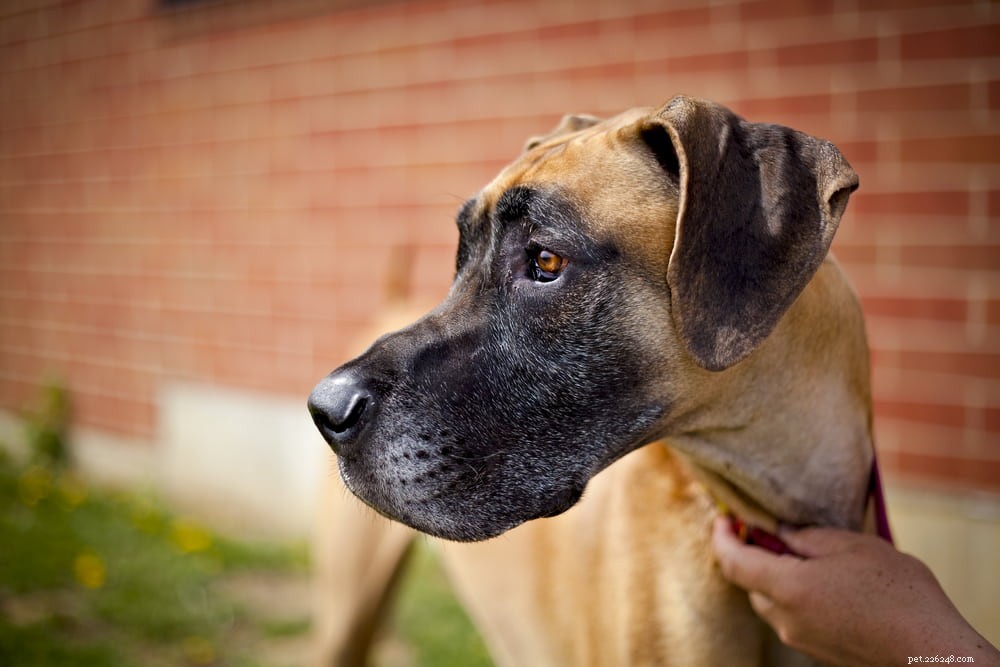 Great Dane: Majestic Giant, Gentle Companion