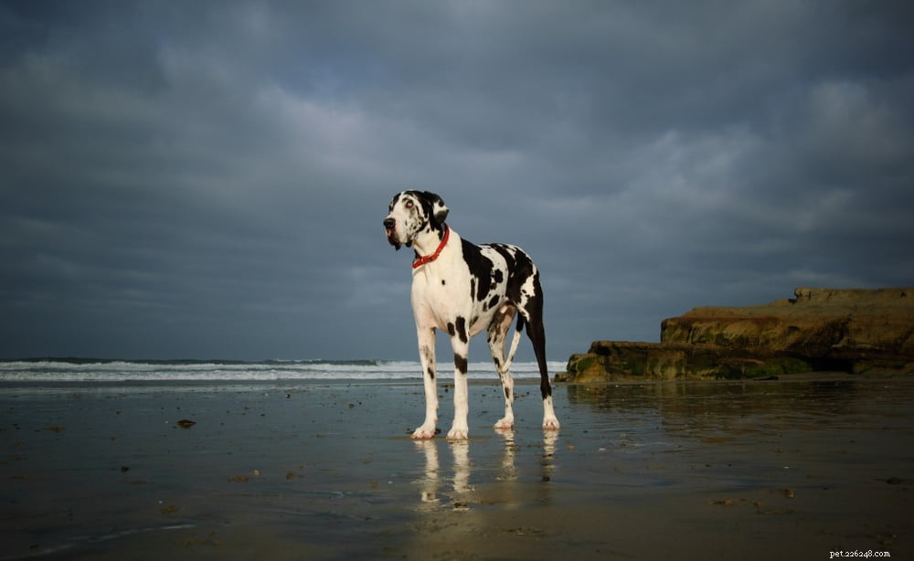 Great Dane: Majestic Giant, Gentle Companion