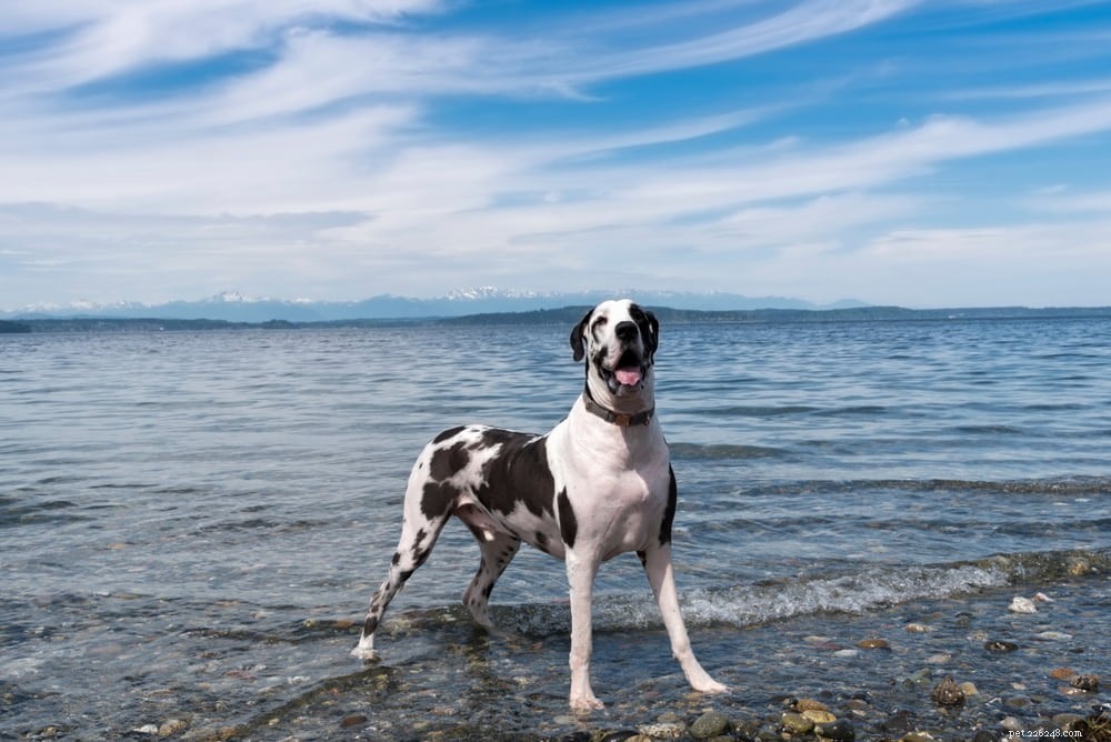 Great Dane: Majestic Giant, Gentle Companion