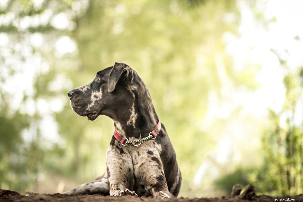 Great Dane: Majestic Giant, Gentle Companion