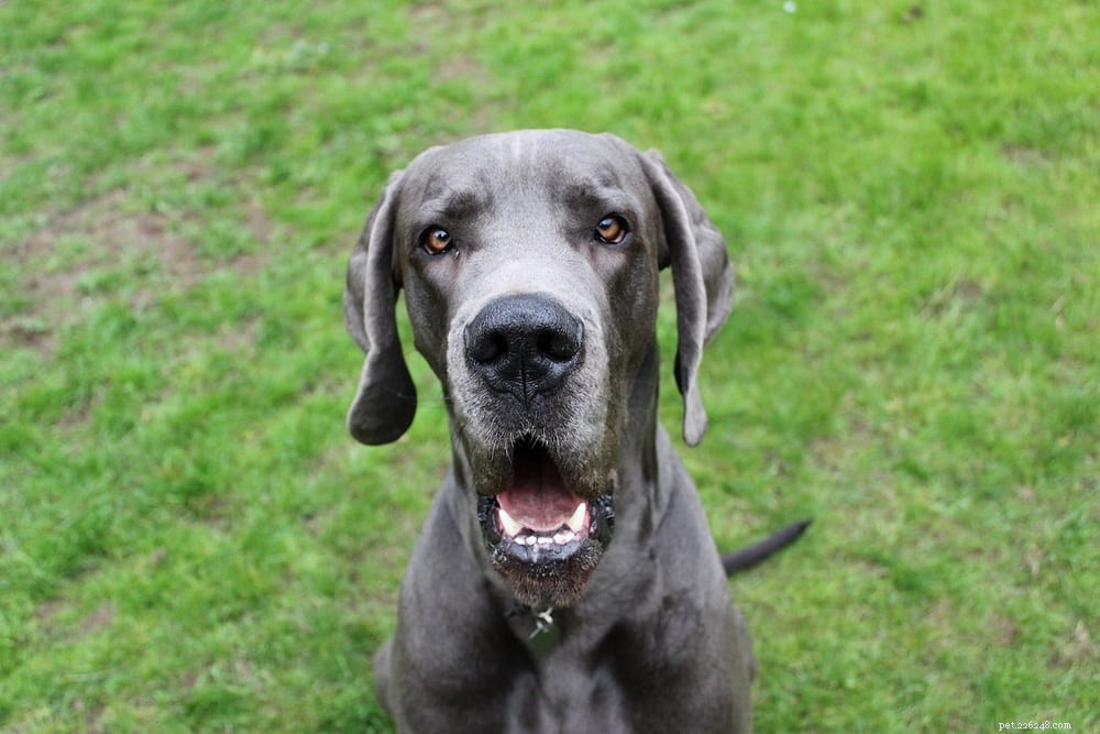 Great Dane: Majestic Giant, Gentle Companion