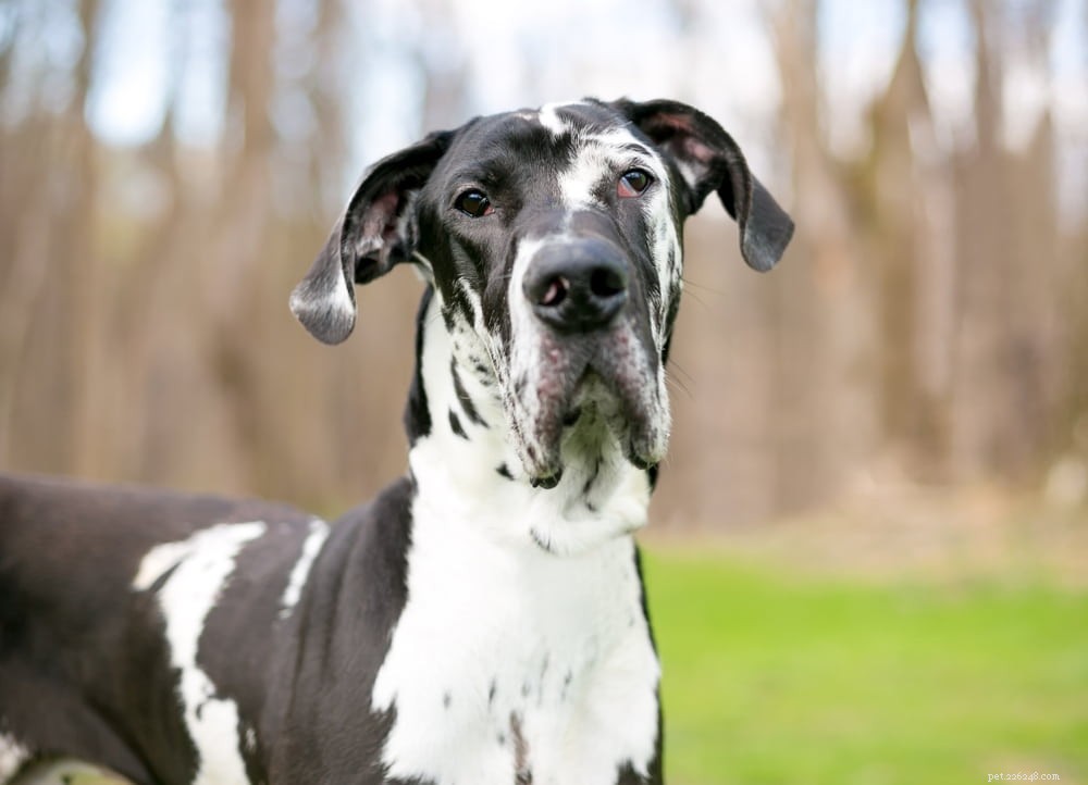 Great Dane: Majestic Giant, Gentle Companion