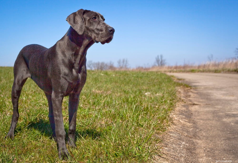 Great Dane: Majestic Giant, Gentle Companion