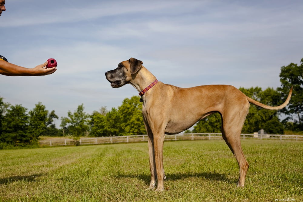 Great Dane: Majestic Giant, Gentle Companion