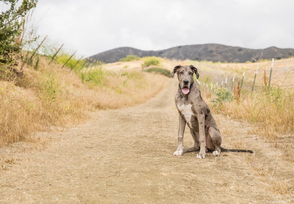 Great Dane: Majestic Giant, Gentle Companion