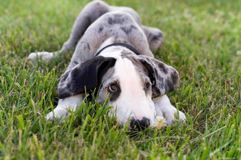 Great Dane: Majestic Giant, Gentle Companion