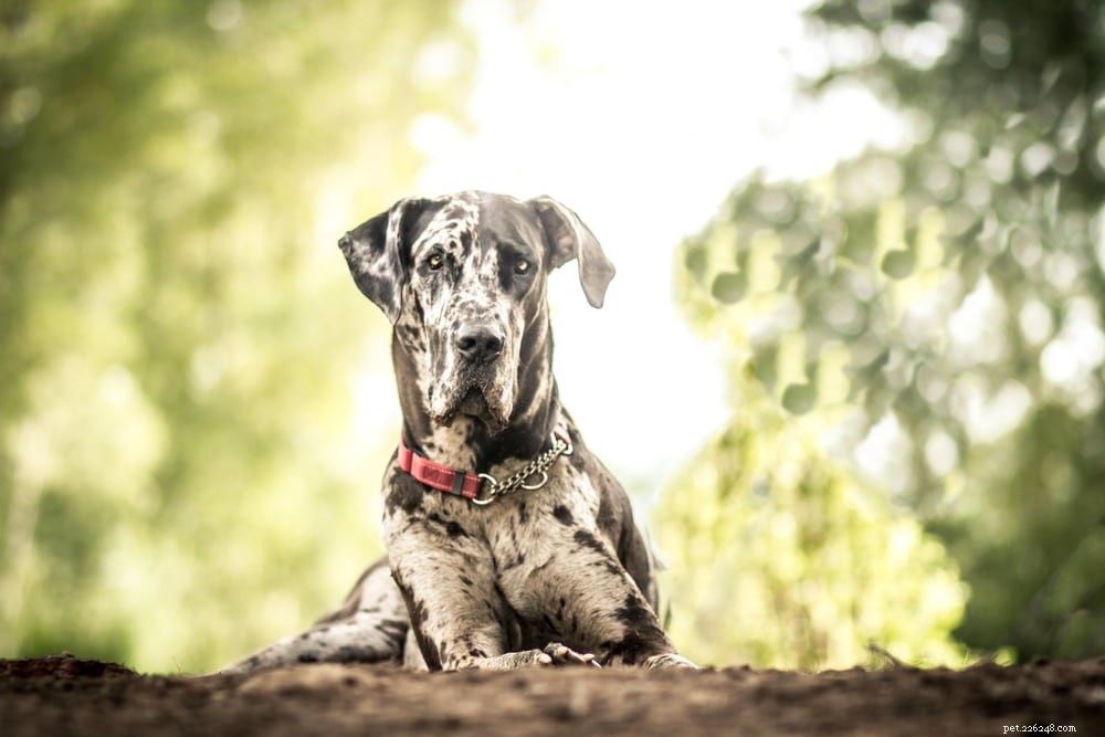 Great Dane: Majestic Giant, Gentle Companion