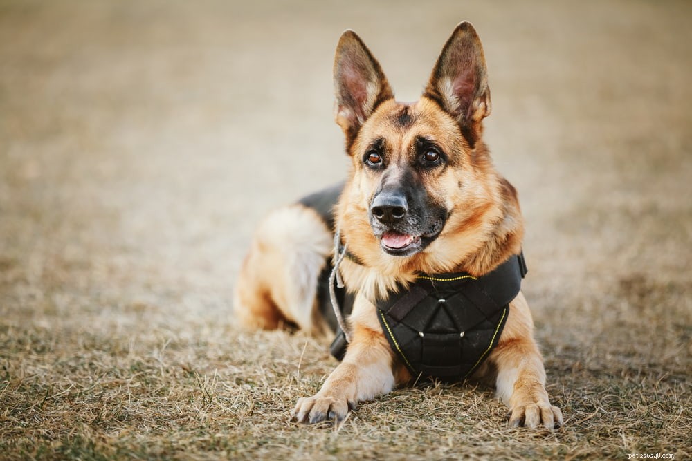 Top 6 Police Dog Breeds Empowering Modern Law Enforcement