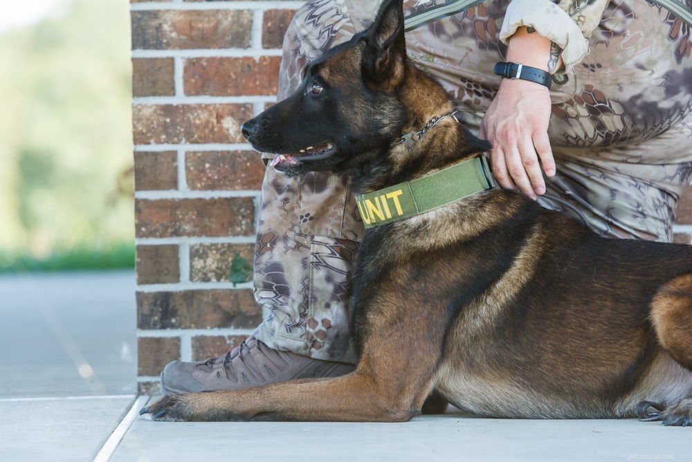 Top 6 Police Dog Breeds Empowering Modern Law Enforcement