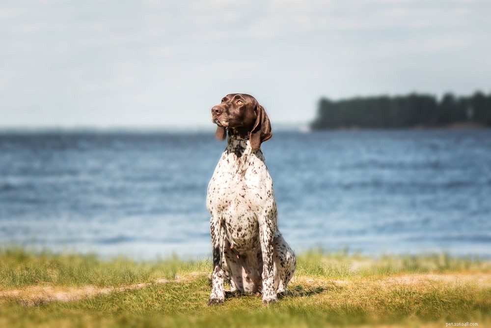 Top 6 Police Dog Breeds Empowering Modern Law Enforcement