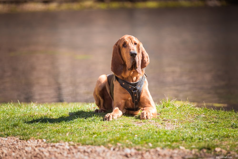 Top 6 Police Dog Breeds Empowering Modern Law Enforcement