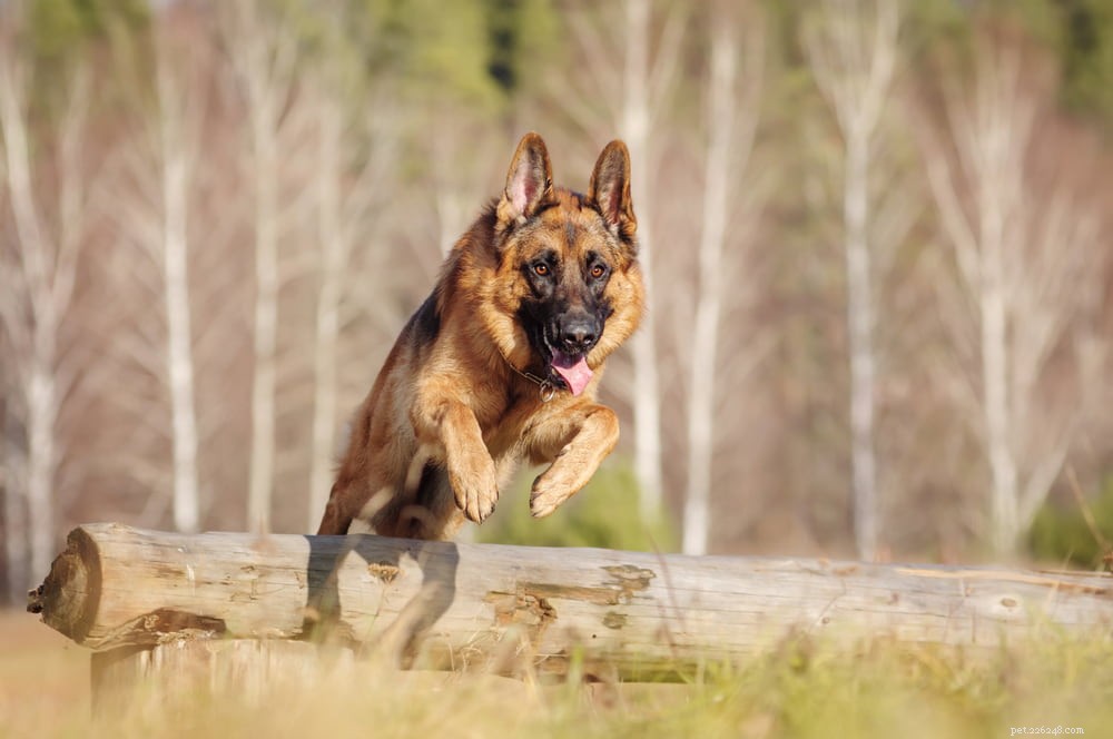 German Shepherd: Traits, Care, and Popularity
