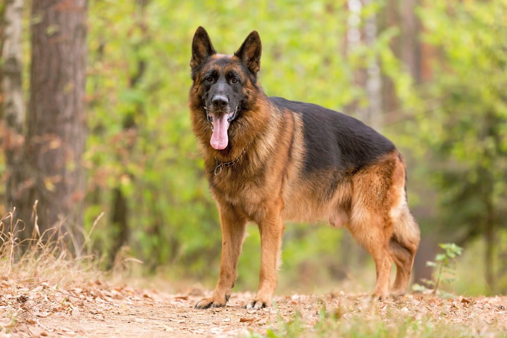 German Shepherd: Traits, Care, and Popularity