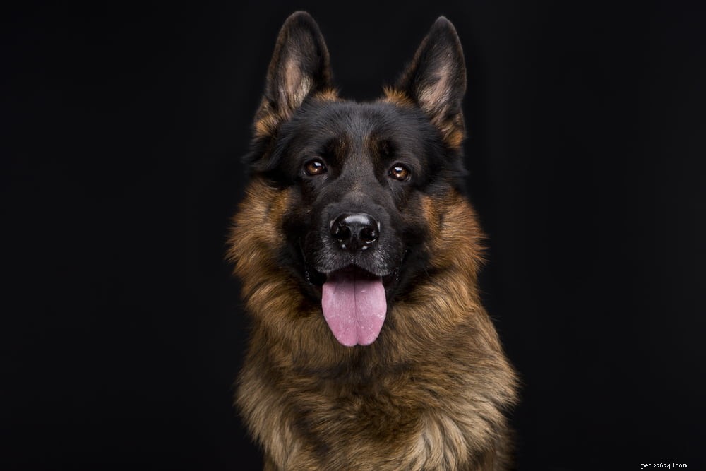German Shepherd: Traits, Care, and Popularity