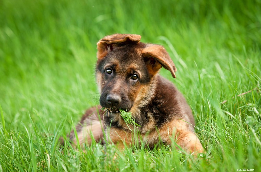 German Shepherd: Traits, Care, and Popularity