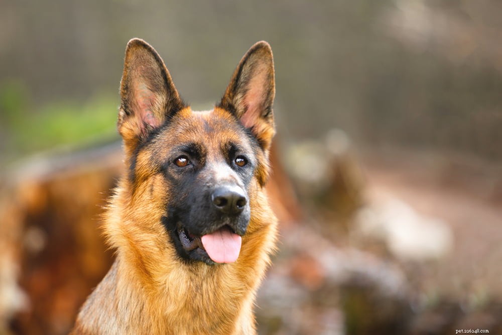 German Shepherd: Traits, Care, and Popularity