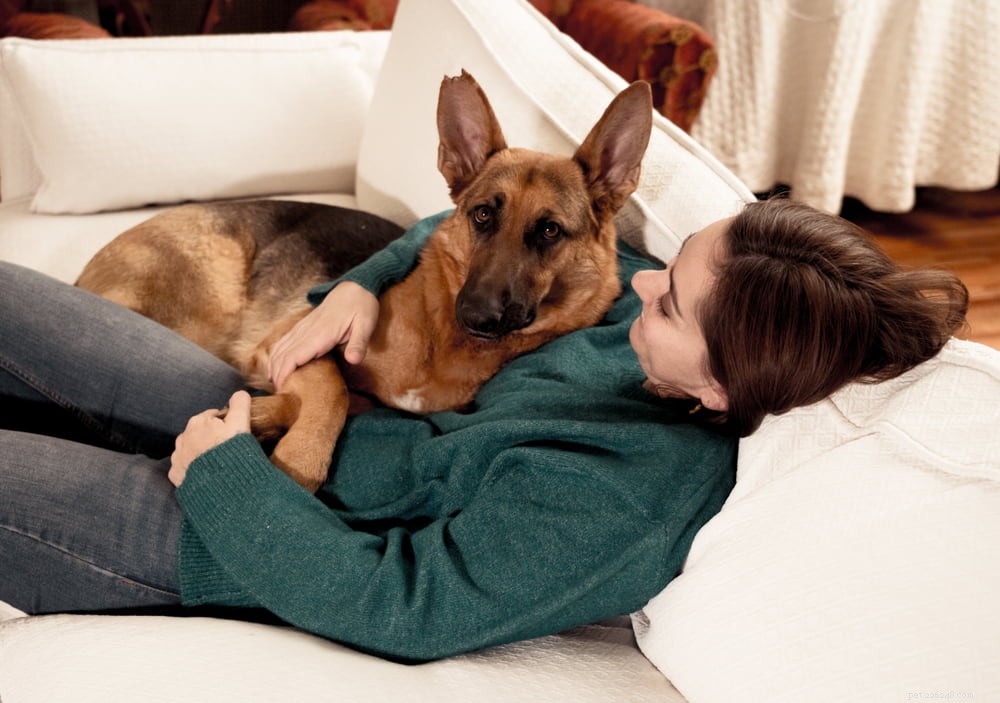 German Shepherd: Traits, Care, and Popularity
