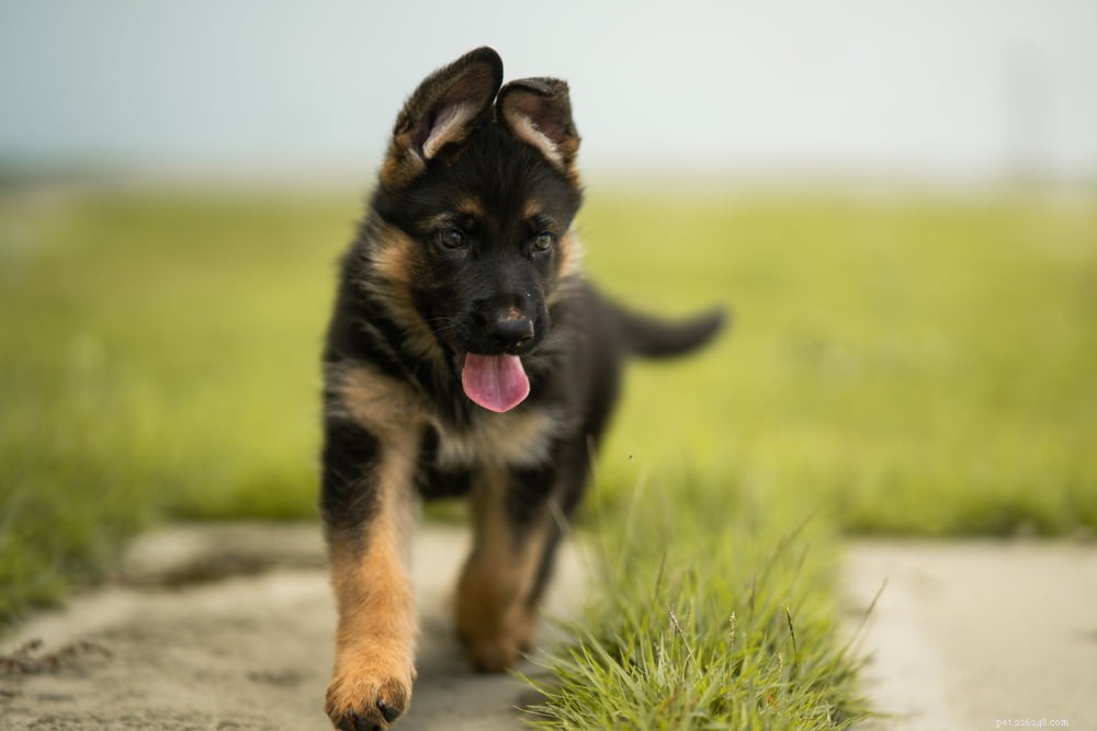 German Shepherd: Traits, Care, and Popularity