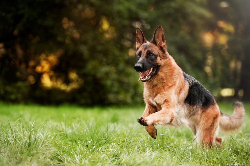 German Shepherd: Traits, Care, and Popularity