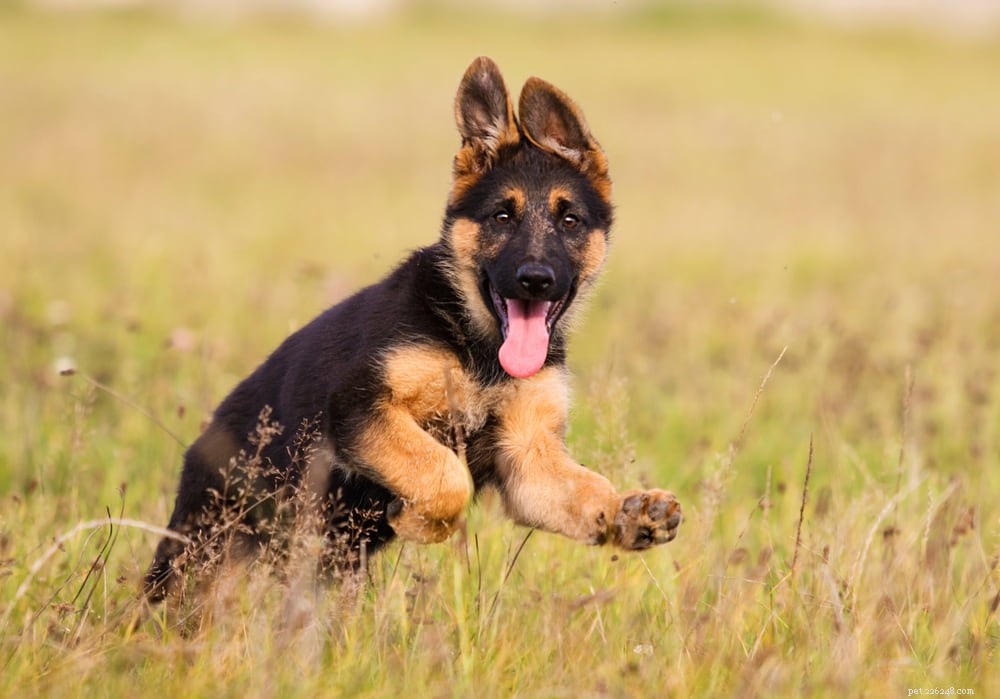 German Shepherd: Traits, Care, and Popularity