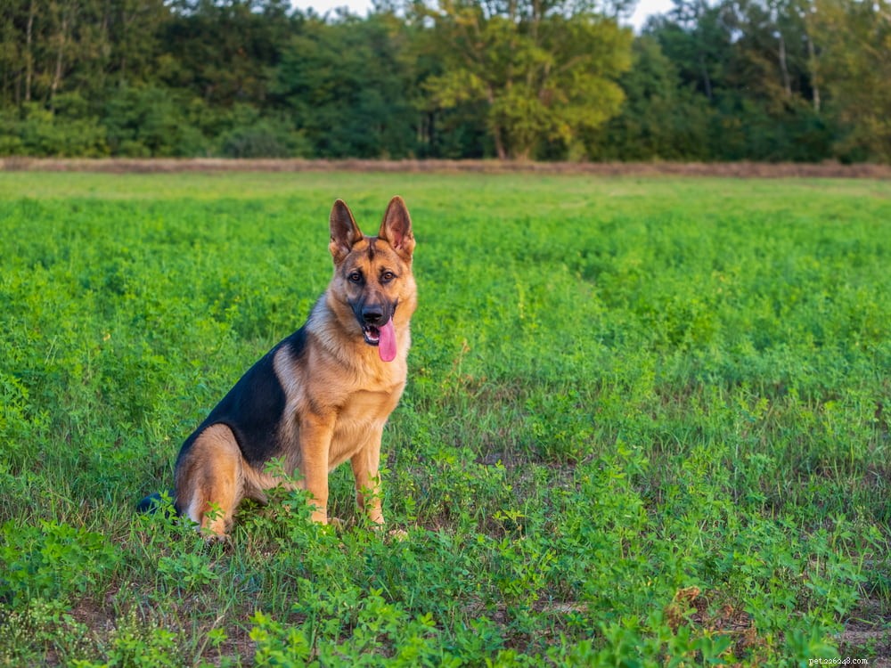 German Shepherd: Traits, Care, and Popularity