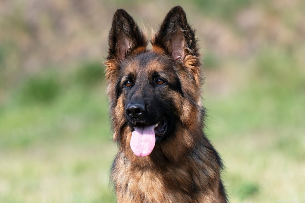 German Shepherd: Traits, Care, and Popularity