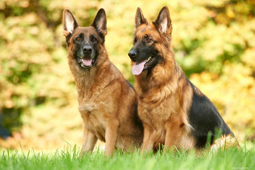 German Shepherd: Traits, Care, and Popularity