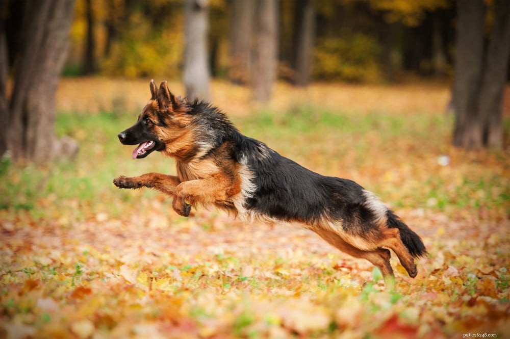 German Shepherd: Traits, Care, and Popularity