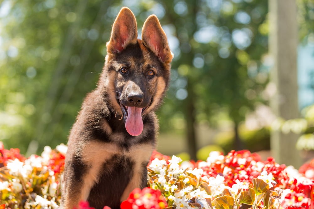 German Shepherd: Traits, Care, and Popularity
