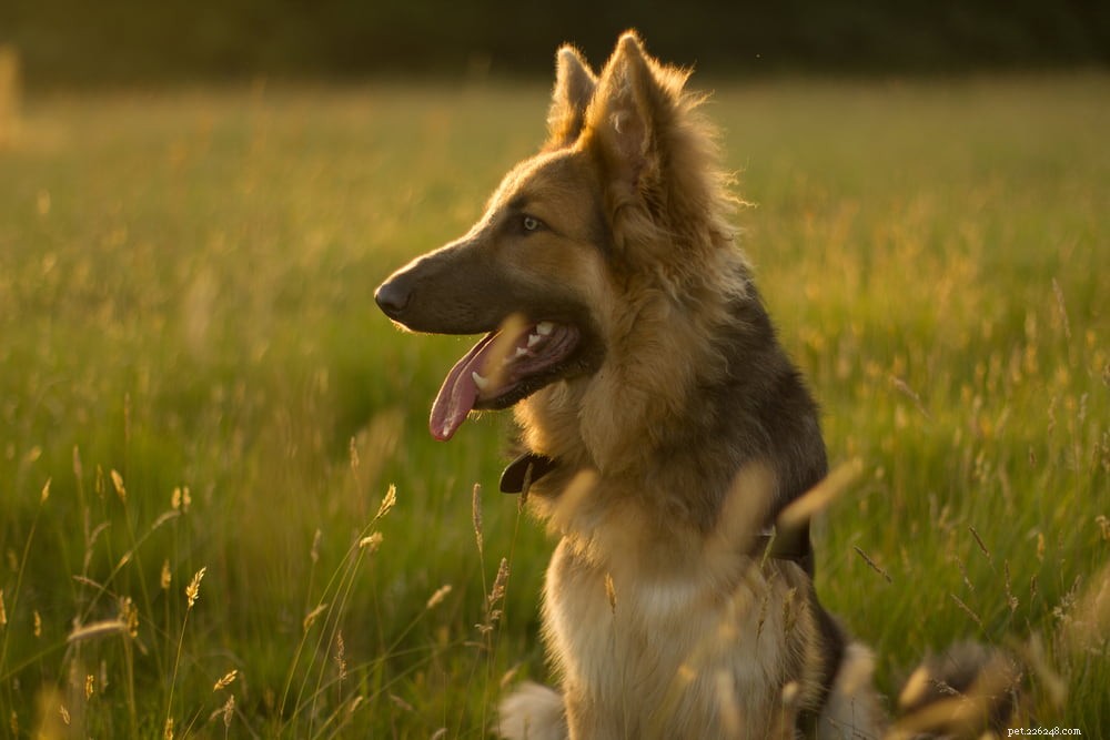 German Shepherd: Traits, Care, and Popularity
