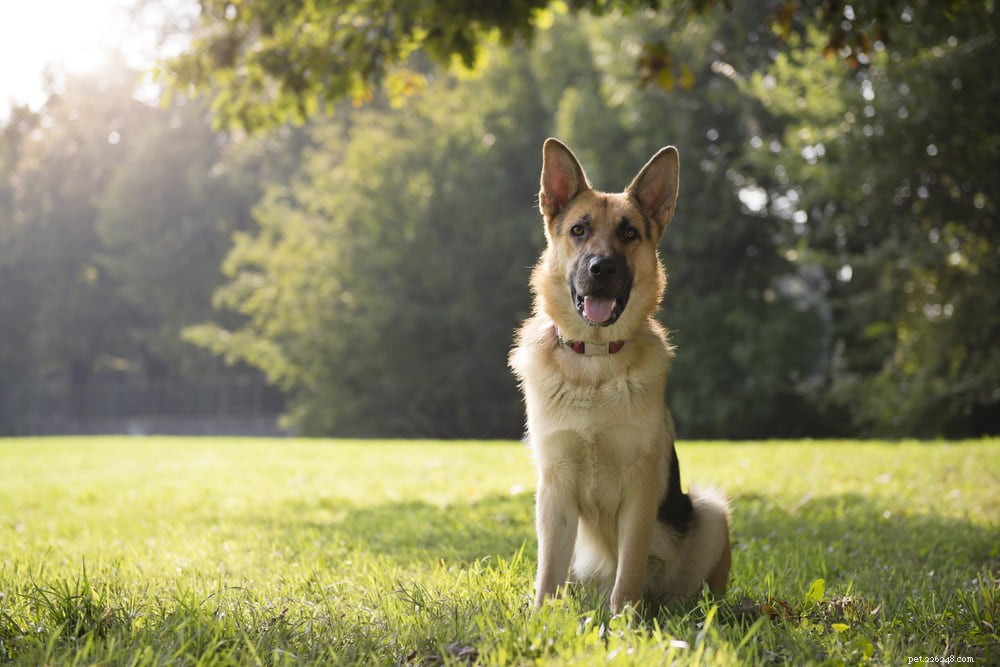 German Shepherd: Traits, Care, and Popularity
