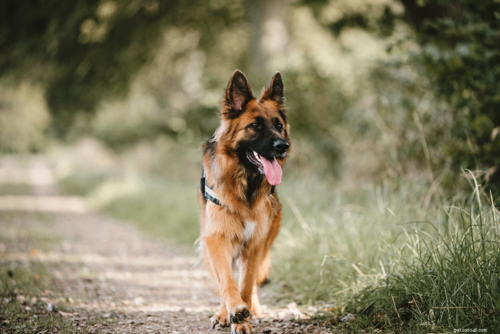 German Shepherd: Traits, Care, and Popularity
