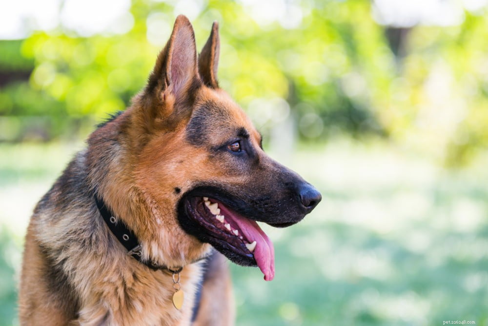 German Shepherd: Traits, Care, and Popularity
