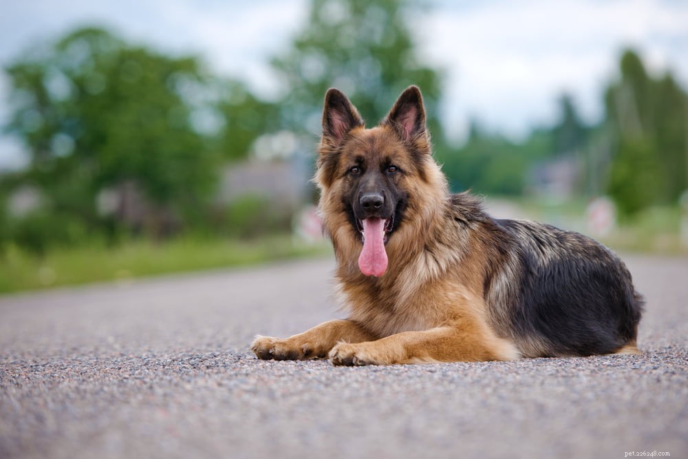 German Shepherd: Traits, Care, and Popularity